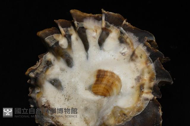 鋸齒牡蠣藏品圖，第13張