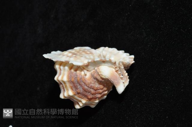 扭法螺藏品圖，第13張