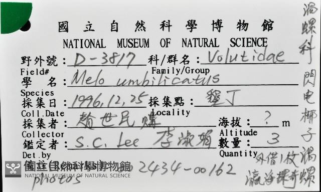 閃電椰子渦螺藏品圖，第13張