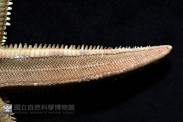 飛白楓海星藏品圖，第3張