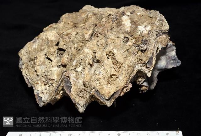 鋸齒牡蠣藏品圖，第3張
