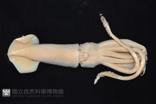 短柔魚藏品圖，第3張
