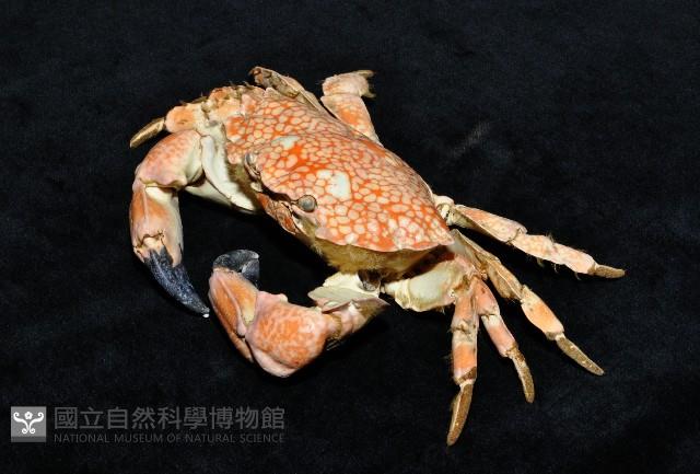 繡花脊熟若蟹藏品圖，第3張