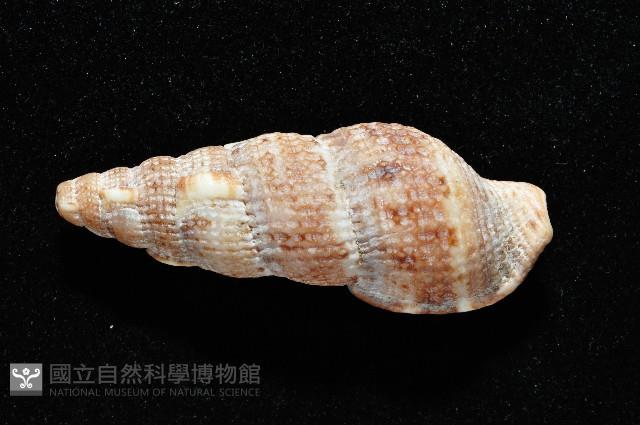卡明氏布紋螺藏品圖，第3張
