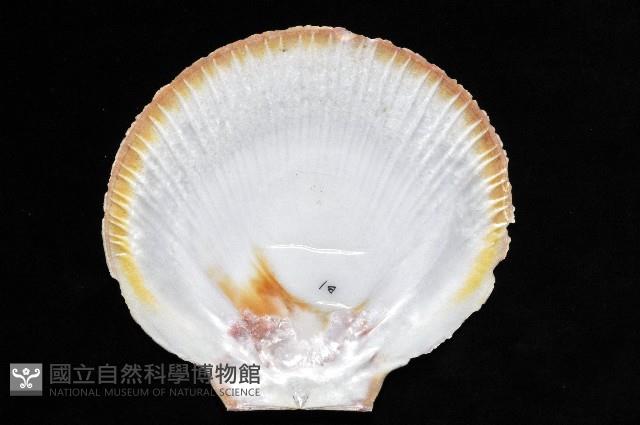 臺灣日月蛤藏品圖，第3張