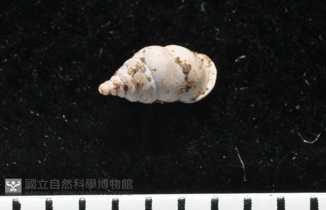 趙氏芝麻蝸藏品圖，第3張