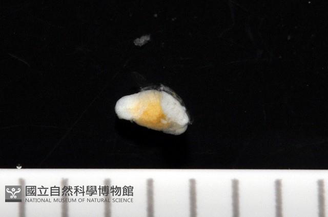 福山魚怪(新種)藏品圖，第3張