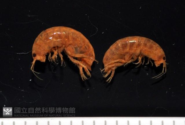 鳳凰母布氏蝦藏品圖，第3張