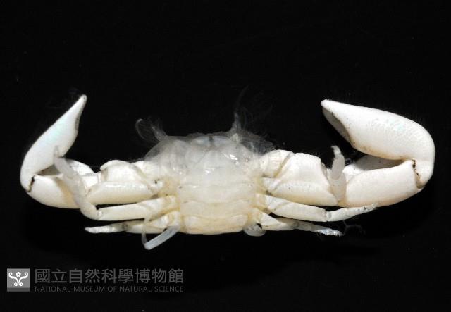 美麗多指瓷蟹藏品圖，第3張