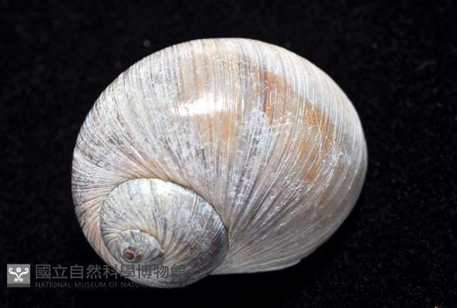 小灰玉螺藏品圖，第3張