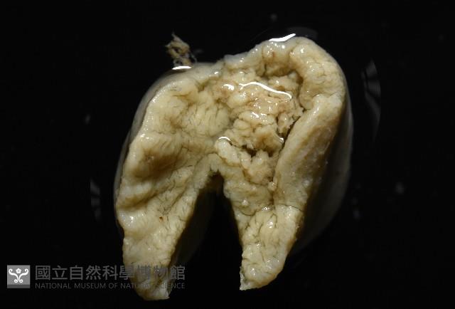 等指海葵藏品圖，第3張
