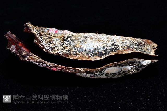 袋狀江珧蛤藏品圖，第3張