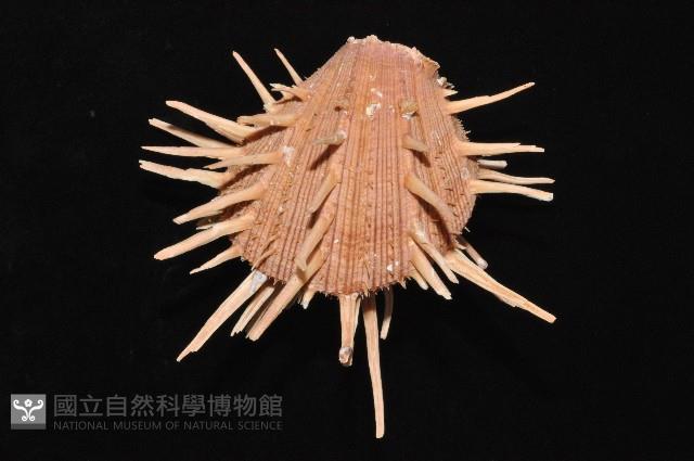 猩猩海菊蛤藏品圖，第3張