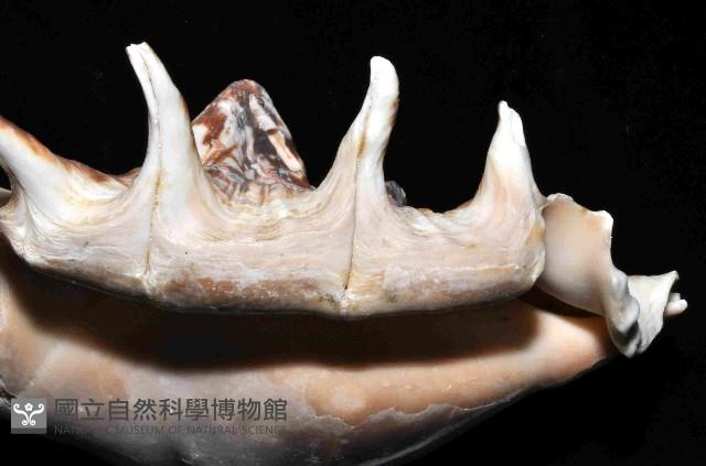 蜘蛛螺藏品圖，第3張