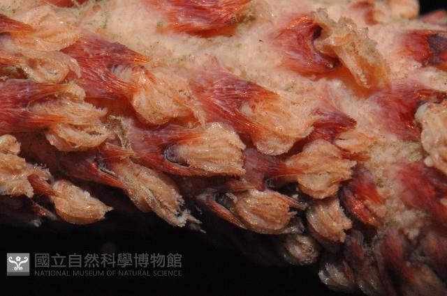 麥氏棘羽海鰓藏品圖，第3張