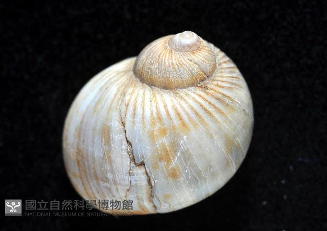 小灰玉螺藏品圖，第3張
