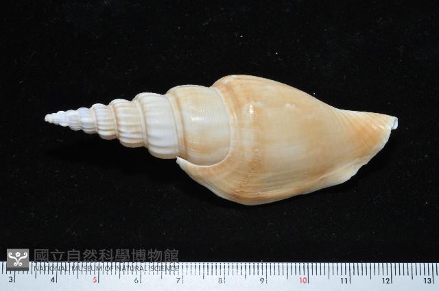 竹筍鳳凰螺藏品圖，第3張