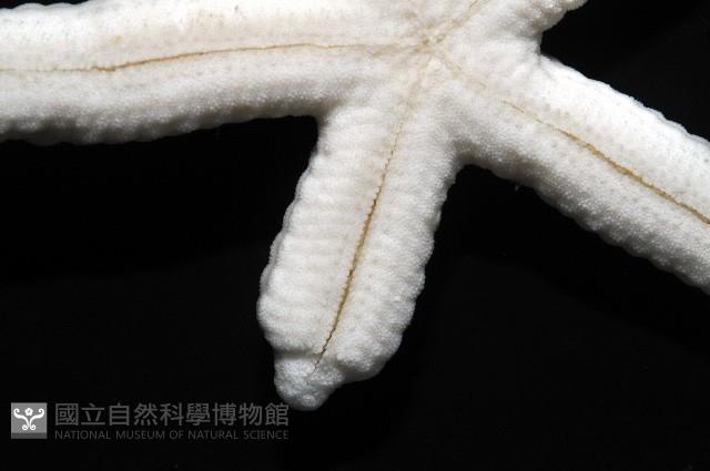 多篩指海星藏品圖，第3張