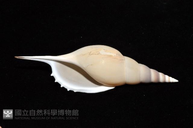 馬丁長鼻螺藏品圖，第3張