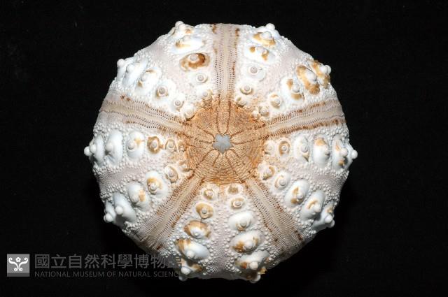 棒棘鋸頭帕(環鋸棘頭帕)藏品圖，第4張
