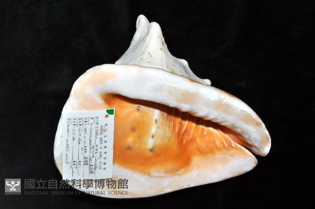 唐冠螺藏品圖，第4張