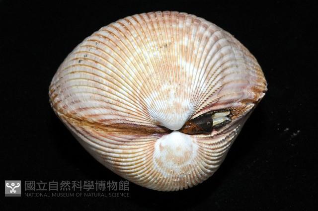 長鳥尾蛤藏品圖，第3張