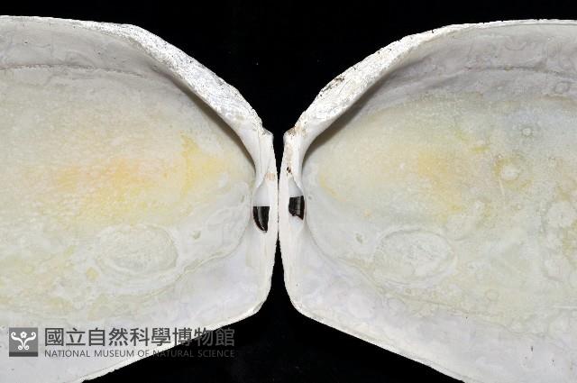 菲律賓巨狐蛤藏品圖，第3張