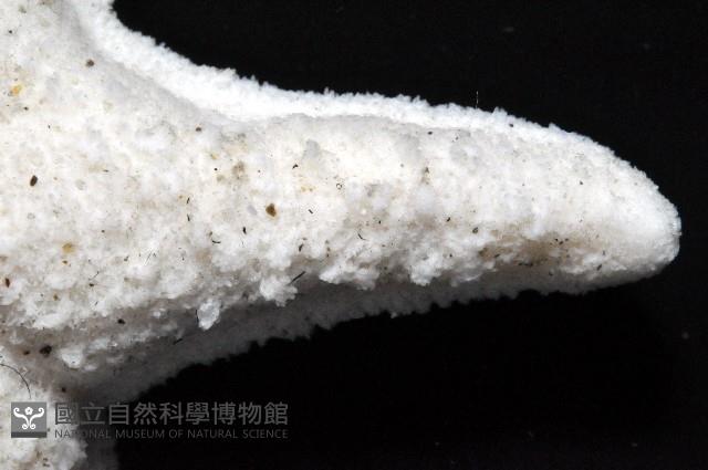 花冠海燕藏品圖，第3張