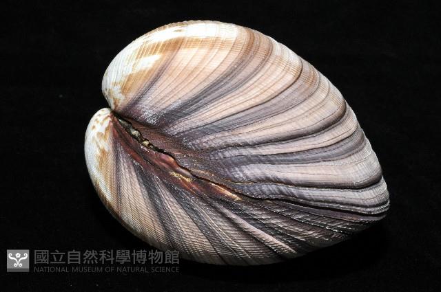 鉛球簾蛤藏品圖，第3張
