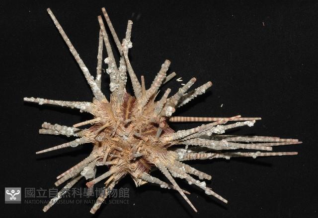 棒棘鋸頭帕(環鋸棘頭帕)藏品圖，第3張