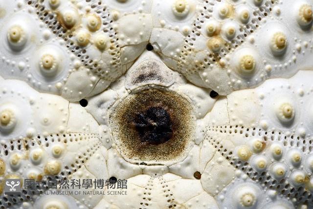 沙氏(藍環)冠海膽藏品圖，第3張