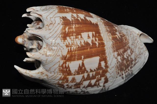 帝王渦螺藏品圖，第3張