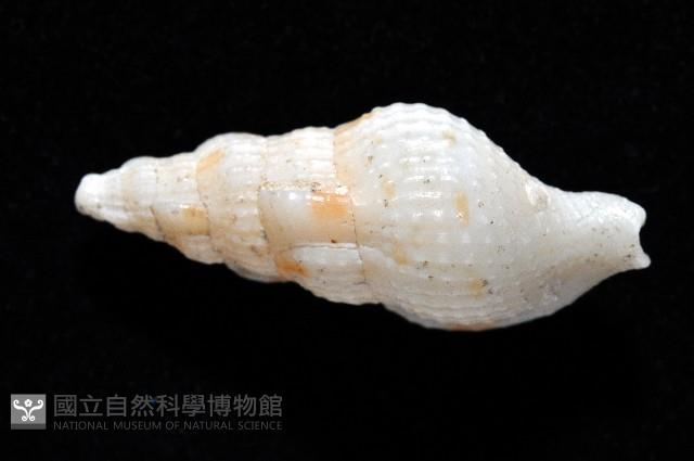 卡明氏布紋螺藏品圖，第3張