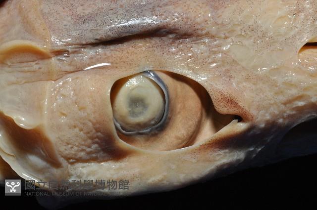夏威夷雙柔魚藏品圖，第3張