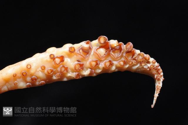 孔雀魷藏品圖，第3張