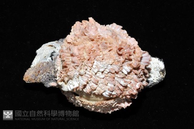 寶石偏口蛤藏品圖，第3張