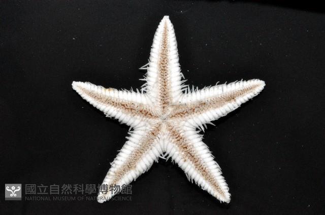 華普槭海星藏品圖，第3張