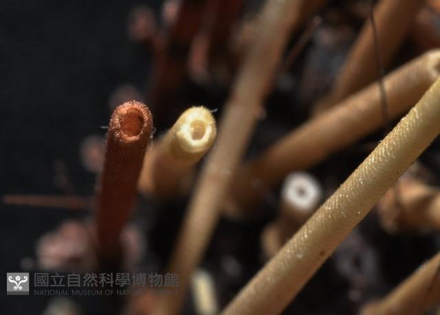 環刺棘海膽藏品圖，第3張