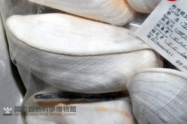 半扭魁蛤藏品圖，第3張
