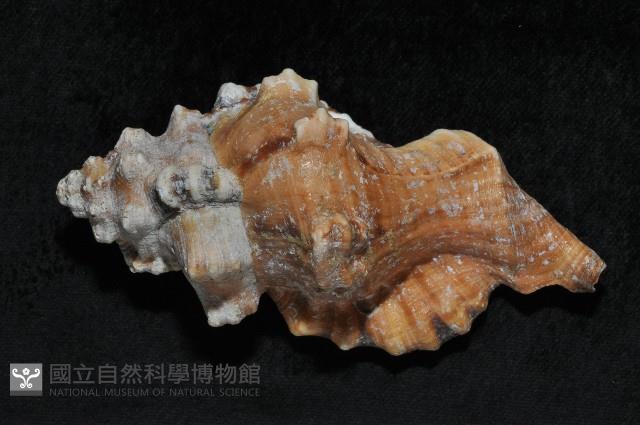 象鼻法螺藏品圖，第3張