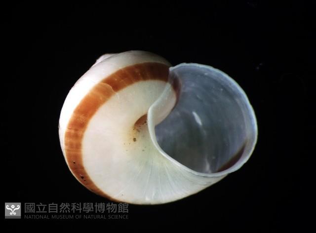 斑青山蝸牛藏品圖，第3張