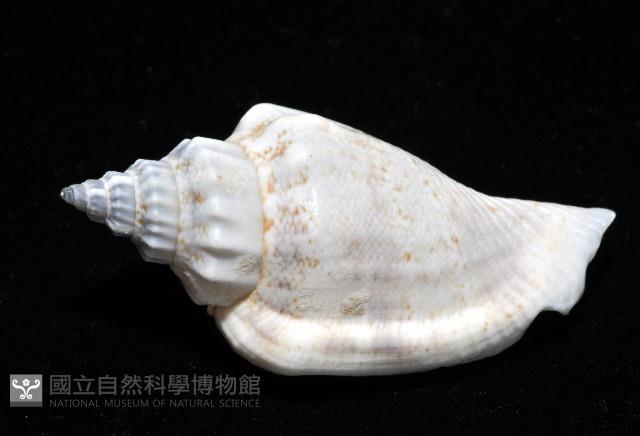 黑嘴鳳凰螺藏品圖，第3張