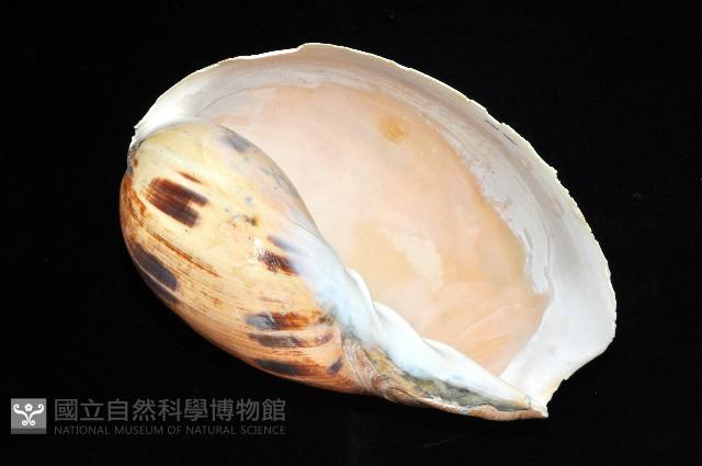 椰子螺藏品圖，第3張