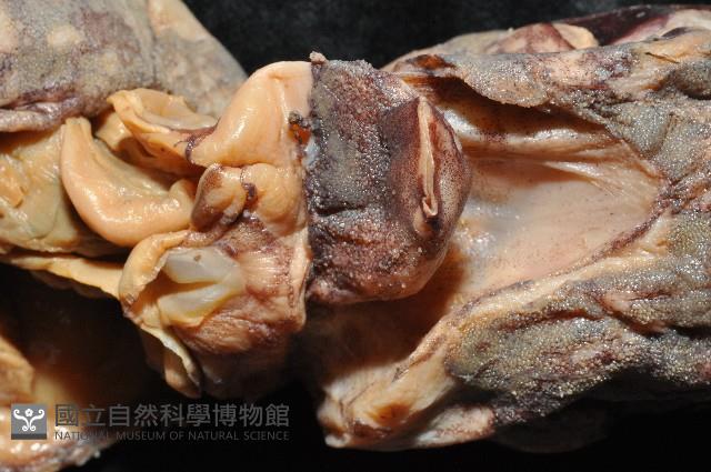 心鰭鞭魷藏品圖，第3張