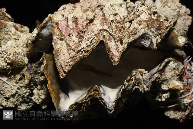 鋸齒牡蠣藏品圖，第3張