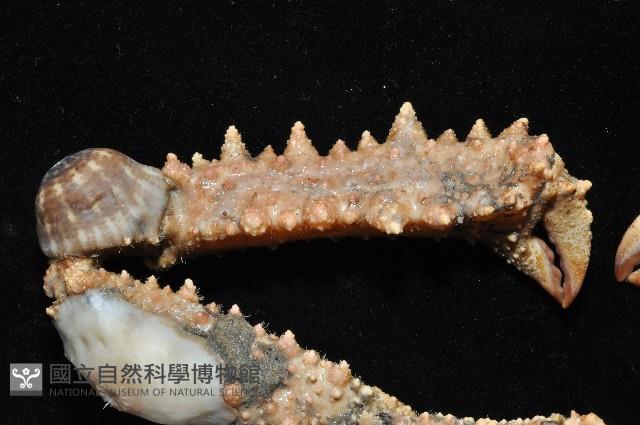 強壯菱蟹藏品圖，第3張