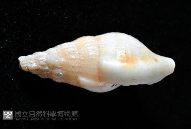 卡明氏布紋螺藏品圖，第3張