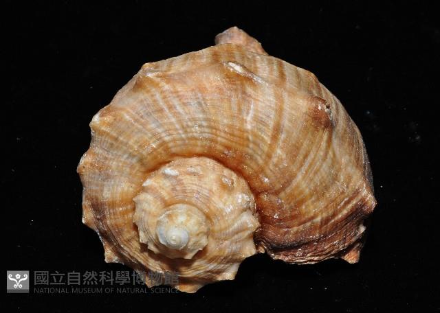 白皺岩螺藏品圖，第3張