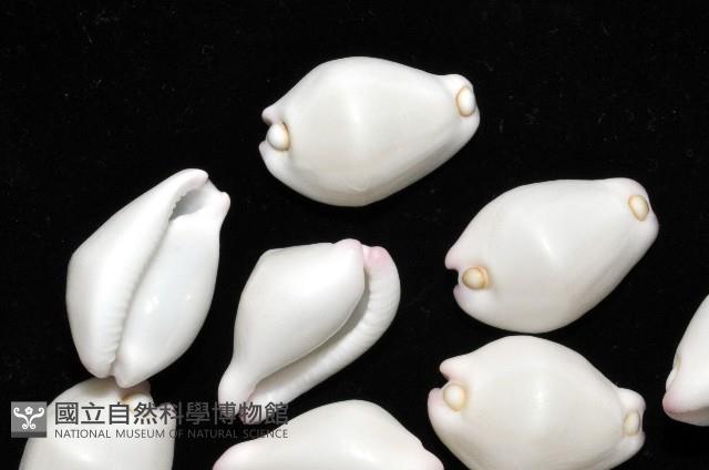 玉兔螺藏品圖，第3張