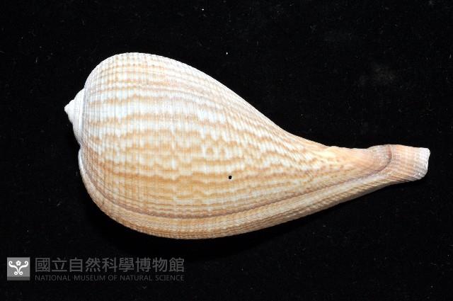 大枇杷螺藏品圖，第3張